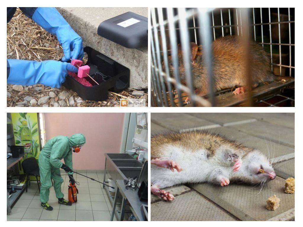 Фирма по уничтожению грызунов, крыс и мышей в Королёве