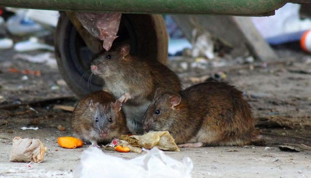 Травить грызунов крыс и мышей в Королёве