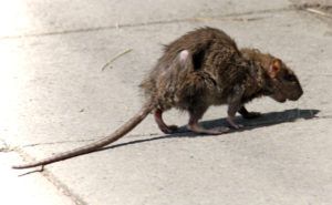 Фирма по уничтожению грызунов, крыс и мышей в Королёве