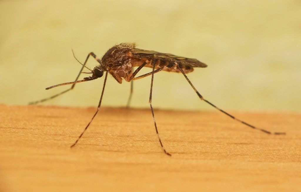Уничтожение комаров в Королёве