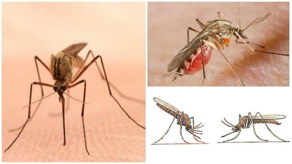 Уничтожение комаров в Королёве
