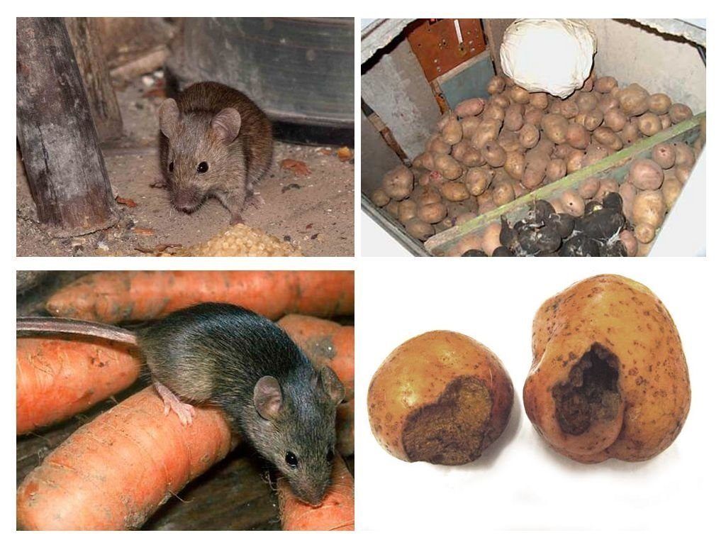 Обработка от грызунов крыс и мышей в Королёве