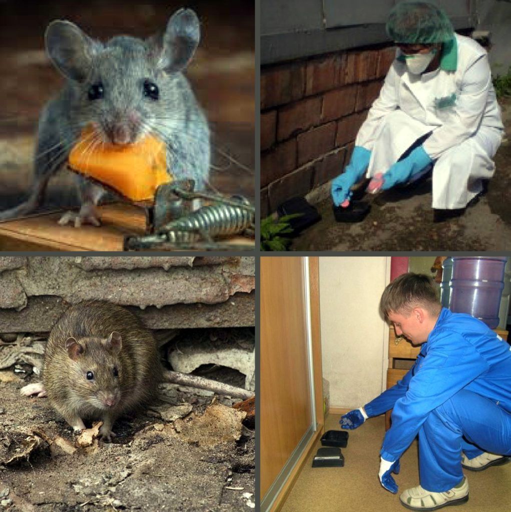 Дезинфекция от грызунов, крыс и мышей в Королёве