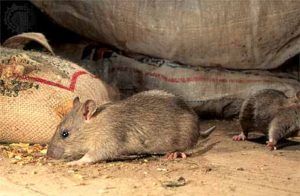 Дератизация от грызунов от крыс и мышей в Королёве