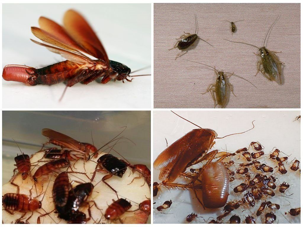 Уничтожение тараканов в квартире в Королёве 