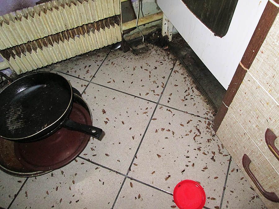 Санэпидемстанция от тараканов в Королёве, вызвать, цены